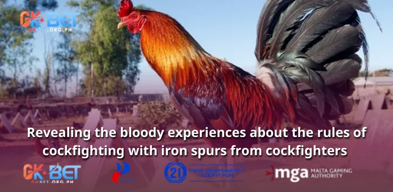 Revealing the bloody experiences about the rules of cockfighting with iron spurs from cockfighters 