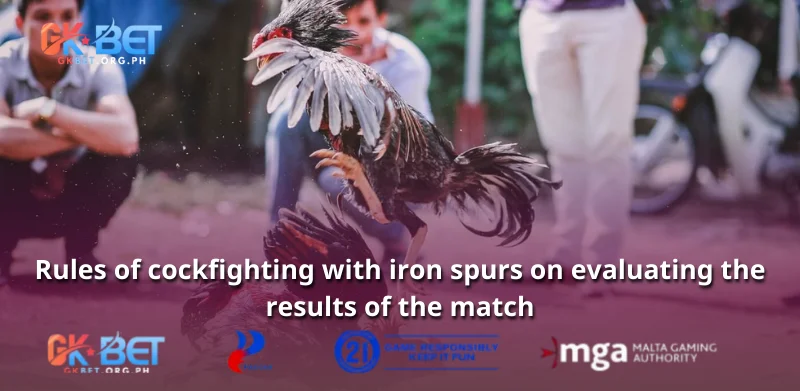 Rules of cockfighting with iron spurs on evaluating the results of the match