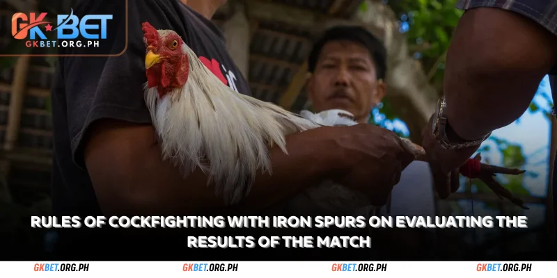 rules of cockfighting with iron spurs on evaluating the results of the match